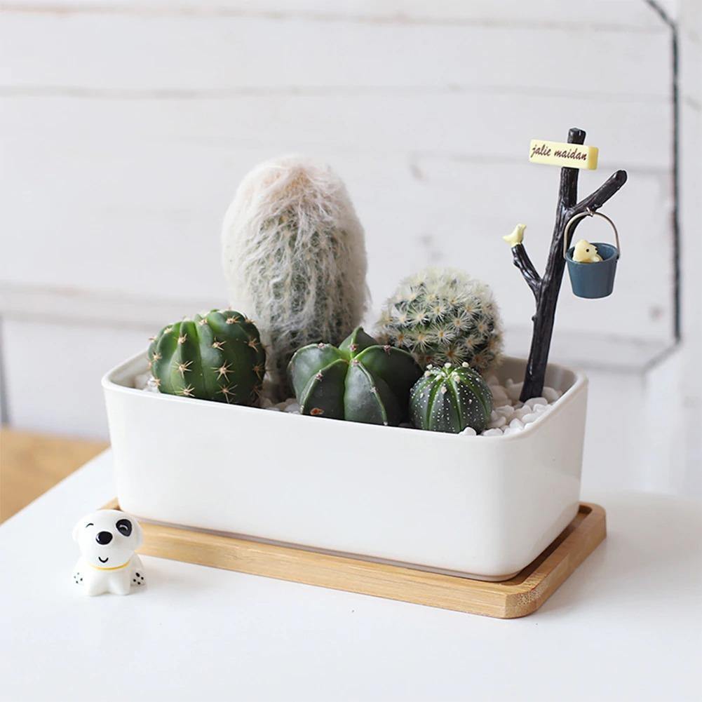 EcoTray Bambus Untersetzer für Blumentöpfe | Natürliche Pflanzenunterlagen in Verschiedenen Formen & Größen