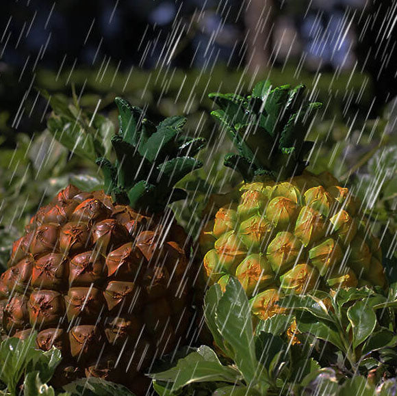 TropiLume Gartenleuchte | Outdoor Solarlicht | Wetterfest | Ananas LED Dekoleuchte