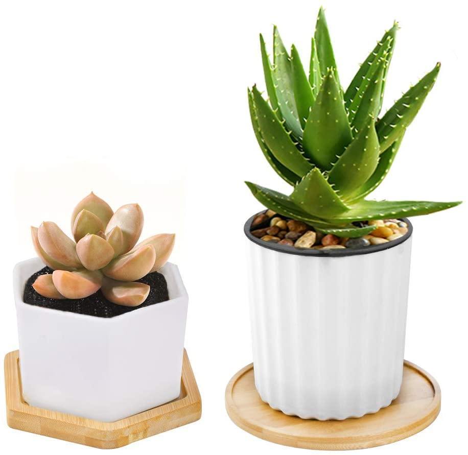 EcoTray Bambus Untersetzer für Blumentöpfe | Natürliche Pflanzenunterlagen in Verschiedenen Formen & Größen