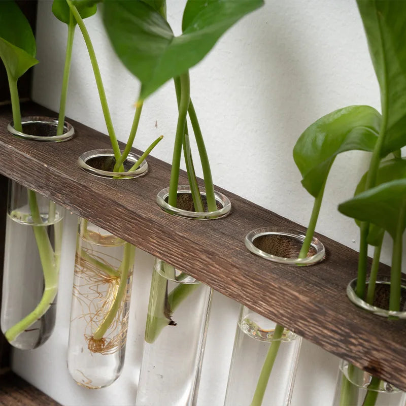 EcoFrame Pflanzenvermehrungsrahmen | Stilvolle Dekoration & Hydrokultur-Display | Modernes Design