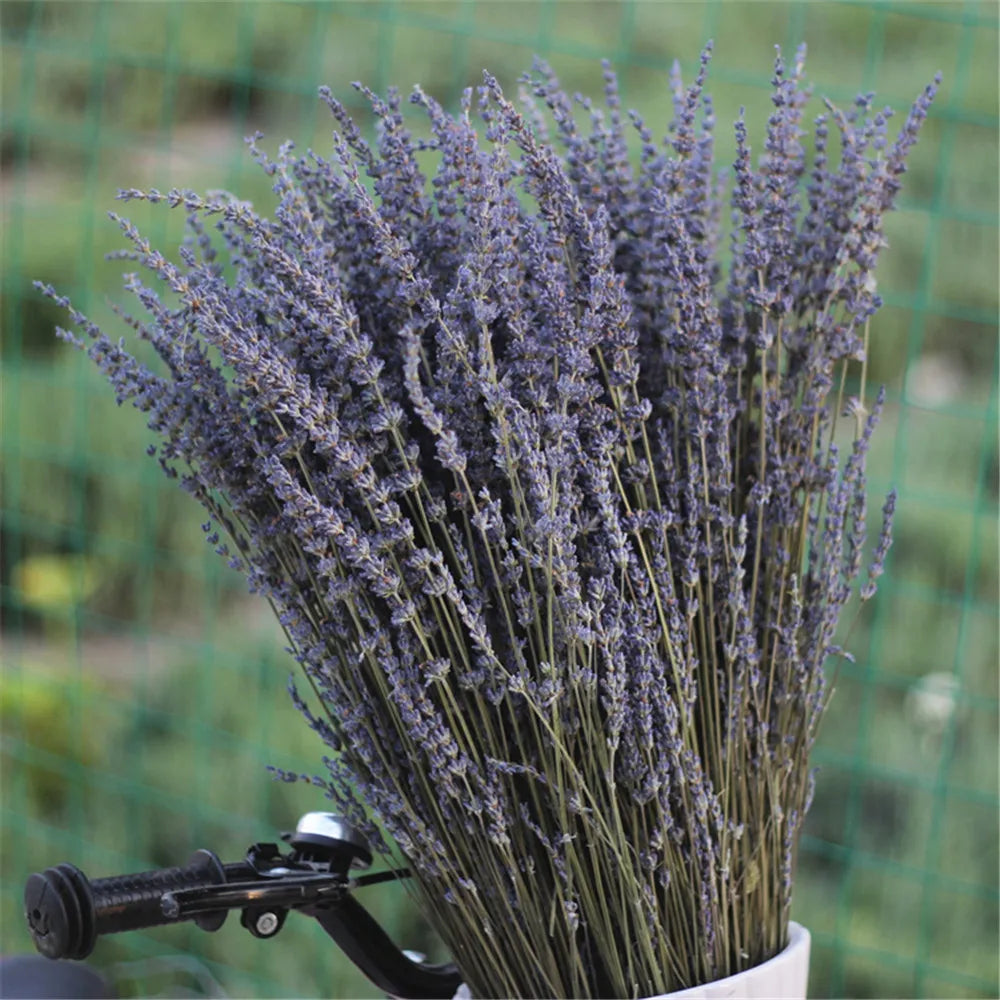 LavishBloom Natürlicher Getrockneter Lavendel | Duftendes Deko-Bündel | Entspannende Aromatherapie | Nachhaltige Dekoration