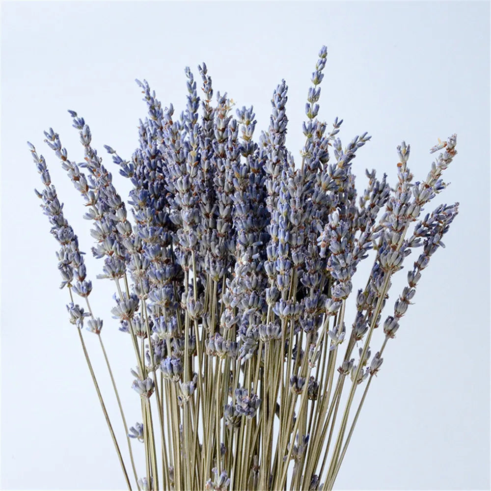 LavishBloom Natürlicher Getrockneter Lavendel | Duftendes Deko-Bündel | Entspannende Aromatherapie | Nachhaltige Dekoration