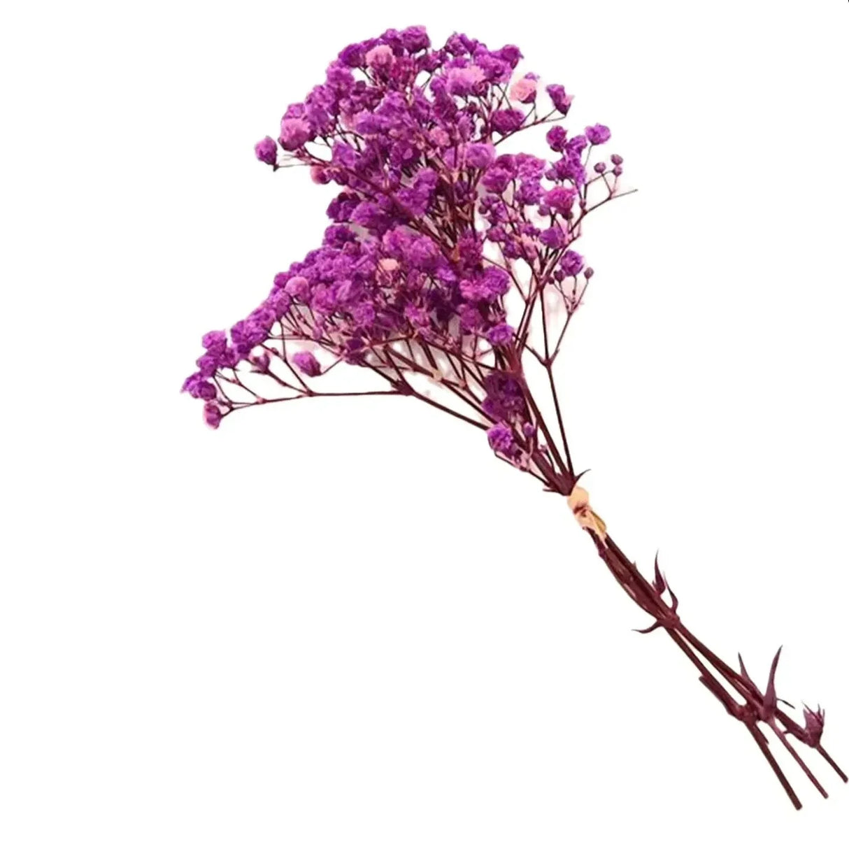 BloomAura Natürliche Getrocknete Schleierkraut-Blüten | Dekorative Trockenblumen | Vielseitige Deko für Zuhause & Events