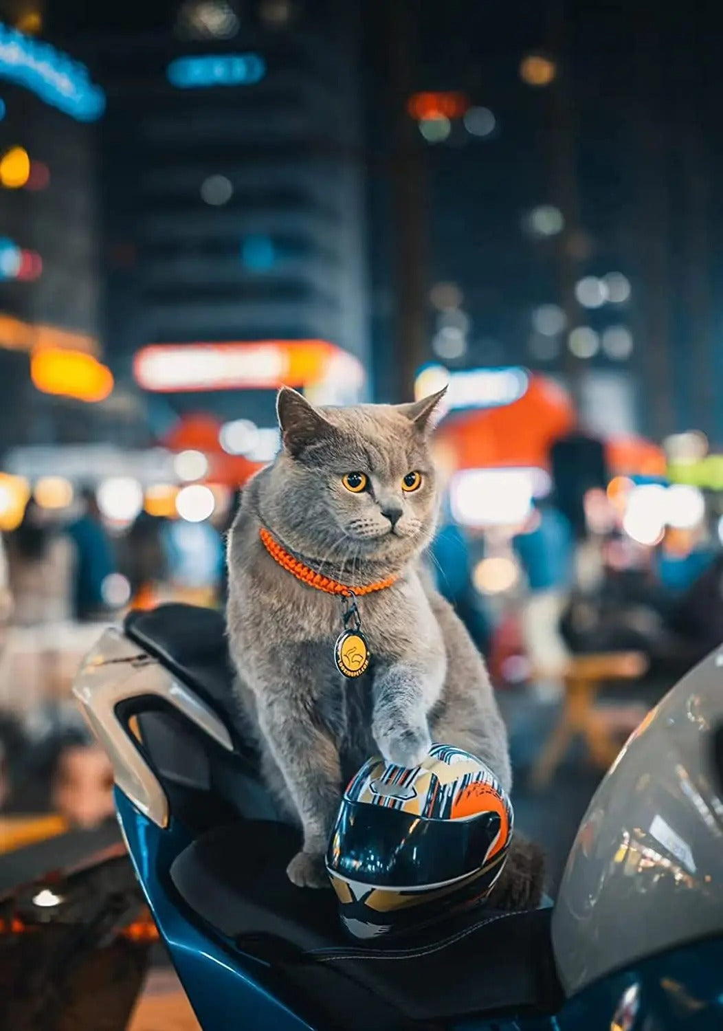 PetShield Motorradhelm für Haustiere | Sicherheit & Stil | Leicht & Robust | Für Hunde & Katzen