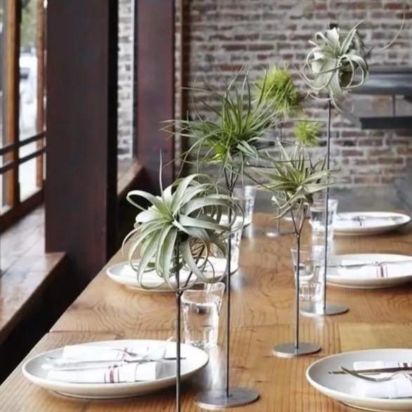 AeroFaux Kunst-Luftpflanze | Pflegeleicht | Dekorativ | Realistische Tillandsien für Zuhause und Büro