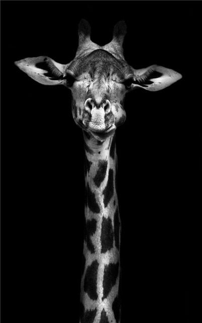 MonoWild Monochrome Tierleinwand-Poster | Hochwertige Wandkunst | Elegantes Design für Zuhause