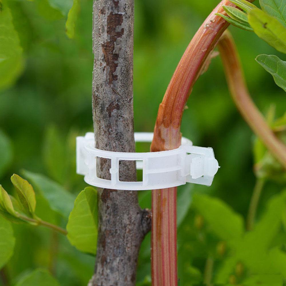 PlantFix Pflanzenhalter Clip Set | Stabilität für Pflanzenstiele | Einfache Befestigung | Unterstützung für gesundes Wachstum