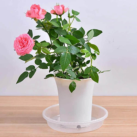 PlanterShield 10-teiliges Transparentes Kunststoff-Untersetzer-Set | Pflanzenschutz für Zuhause und Garten