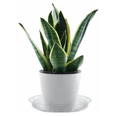 PlanterShield 10-teiliges Transparentes Kunststoff-Untersetzer-Set | Pflanzenschutz für Zuhause und Garten