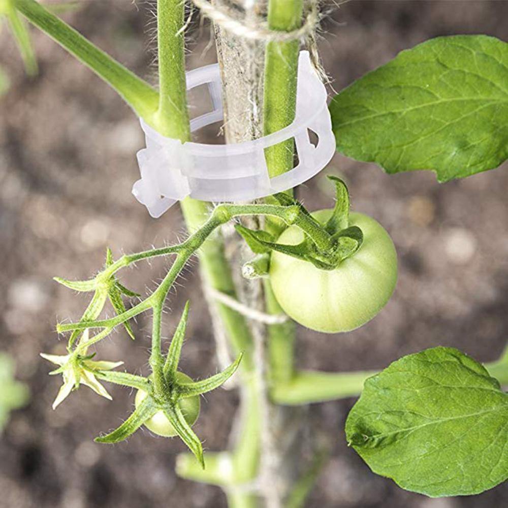 PlantFix Pflanzenhalter Clip Set | Stabilität für Pflanzenstiele | Einfache Befestigung | Unterstützung für gesundes Wachstum