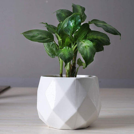 GeoBloom Runde Diamant Keramik Sukkulententöpfe | Modernes Design | Verschiedene Größen