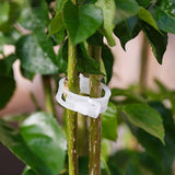 PlantFix Pflanzenhalter Clip Set | Stabilität für Pflanzenstiele | Einfache Befestigung | Unterstützung für gesundes Wachstum