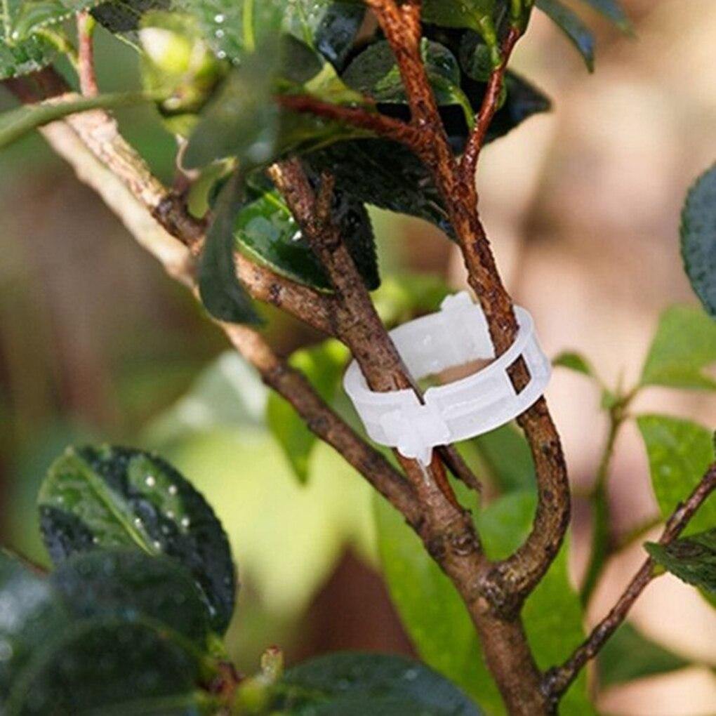 PlantFix Pflanzenhalter Clip Set | Stabilität für Pflanzenstiele | Einfache Befestigung | Unterstützung für gesundes Wachstum