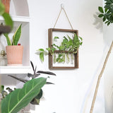 EcoFrame Pflanzenvermehrungsrahmen | Stilvolle Dekoration & Hydrokultur-Display | Modernes Design