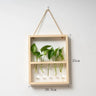 EcoFrame Pflanzenvermehrungsrahmen | Stilvolle Dekoration & Hydrokultur-Display | Modernes Design