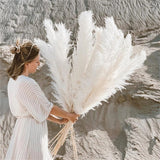 FeatherBloom Pampasgras | Große Federn für luxuriöse Dekoration | Trockenblumen für Zuhause & Events