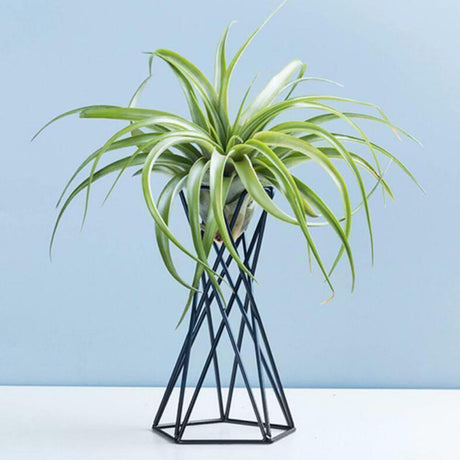 GeoTwist Metall Air Pflanzenhalter | Modernes Design | Geometrische Deko