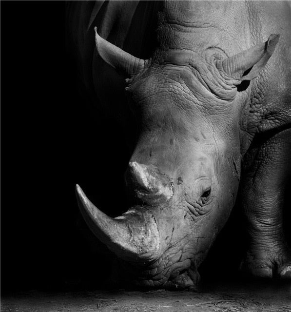 MonoWild Monochrome Tierleinwand-Poster | Hochwertige Wandkunst | Elegantes Design für Zuhause