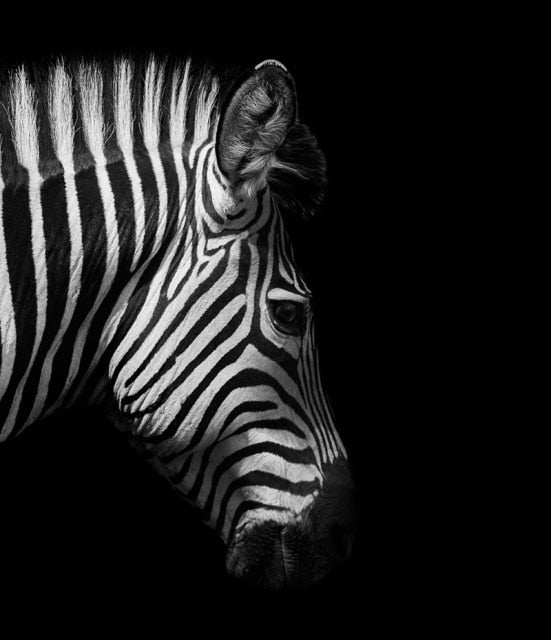 MonoWild Monochrome Tierleinwand-Poster | Hochwertige Wandkunst | Elegantes Design für Zuhause