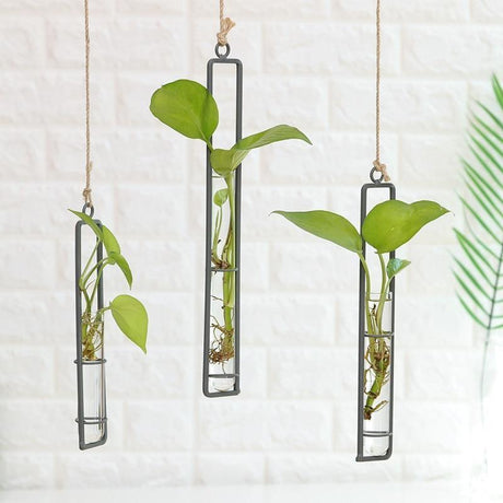 FloatTerrarium Hängendes Glas-Terrarium | Eisenhalterung | Modernes Design | Perfekt für Pflanzenvermehrung & Dekoration