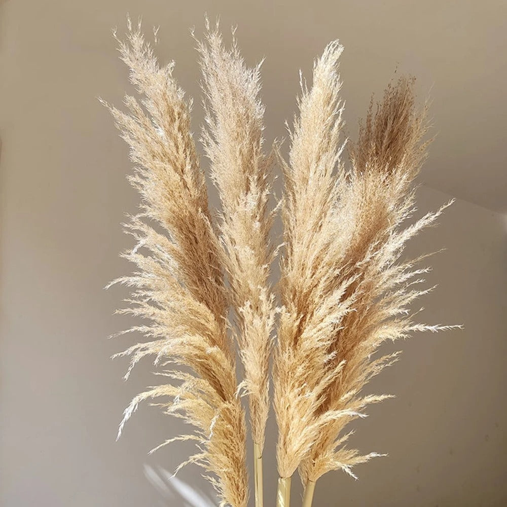 FeatherBloom Pampasgras | Große Federn für luxuriöse Dekoration | Trockenblumen für Zuhause & Events