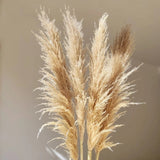 FeatherBloom Pampasgras | Große Federn für luxuriöse Dekoration | Trockenblumen für Zuhause & Events